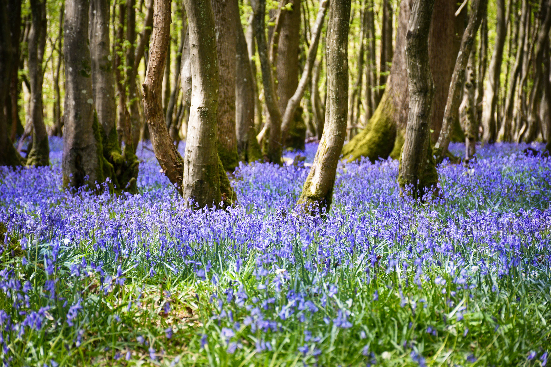 Brede High Woods © French Moments