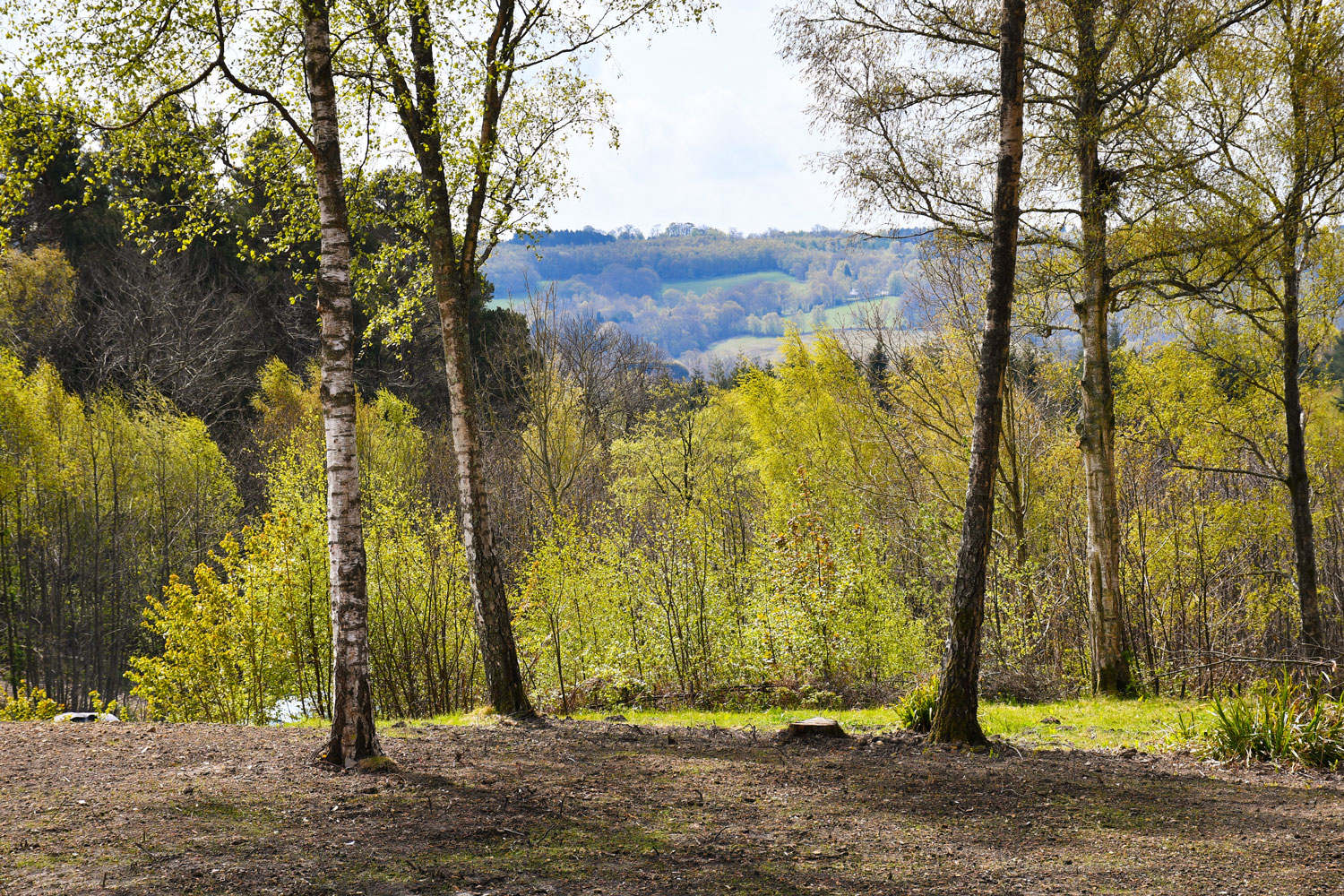 Wilderness Wood © French Moments