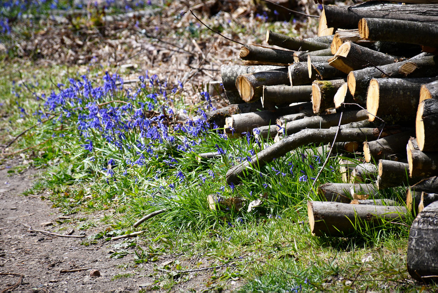 Bluebells, East Sussex © French Moments