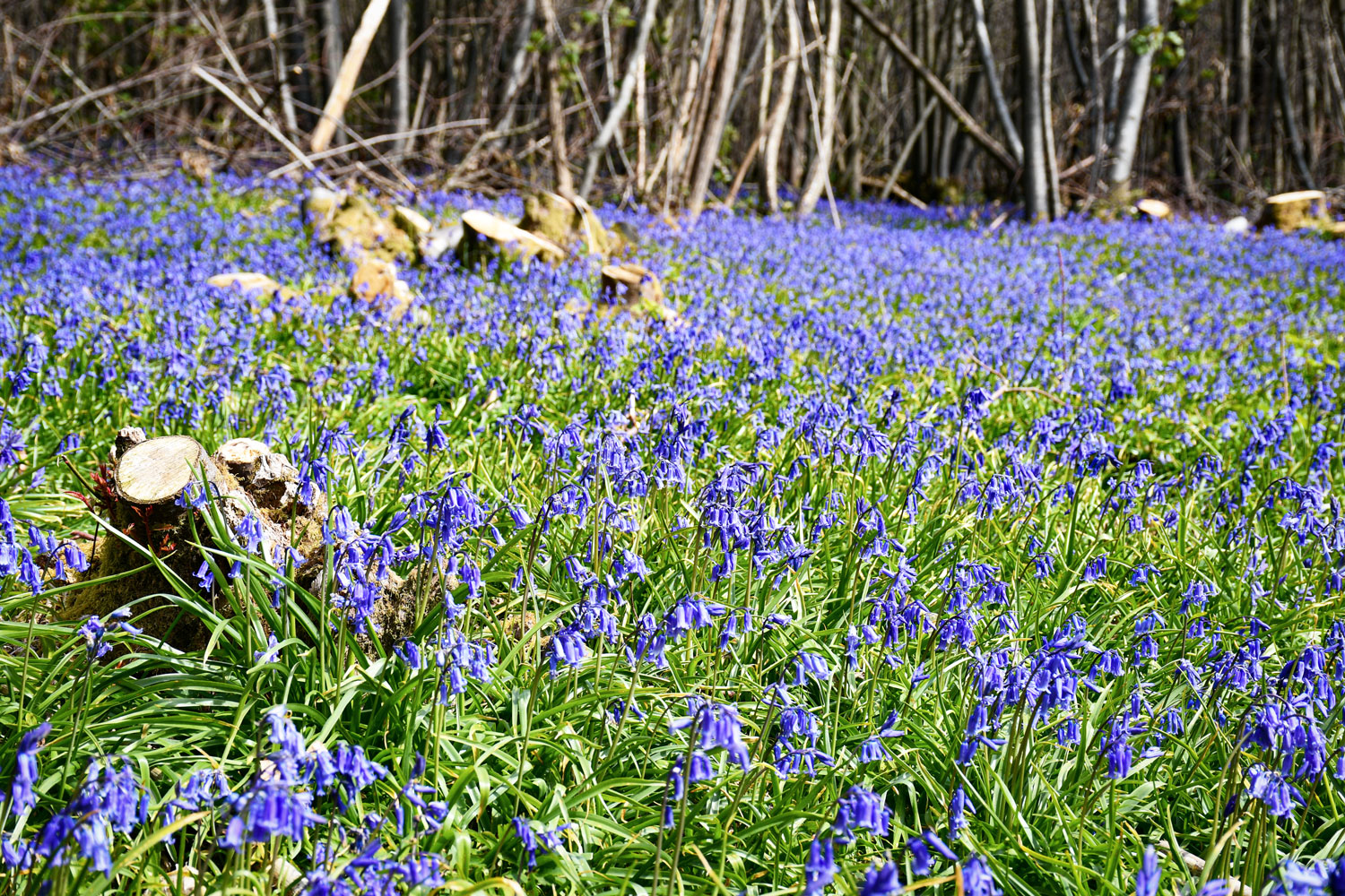 Bluebells, East Sussex © French Moments