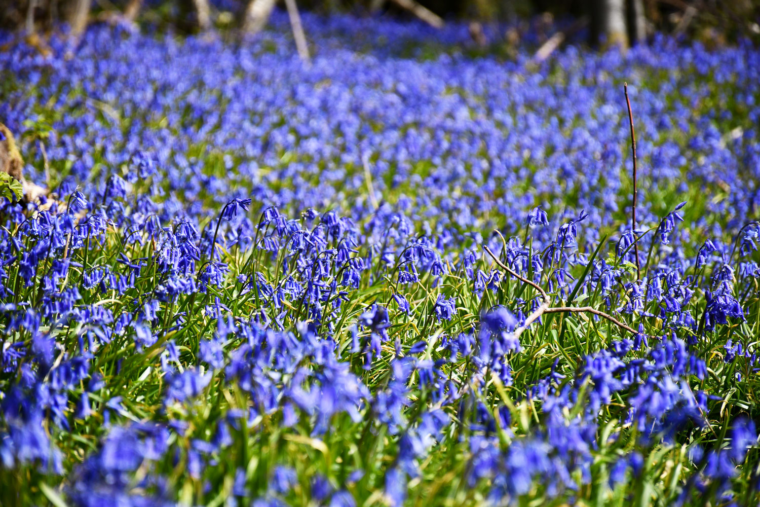 Bluebells, East Sussex © French Moments