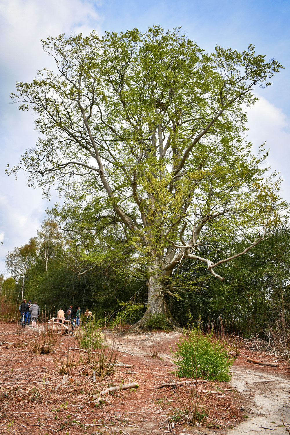 Wilderness Wood © French Moments