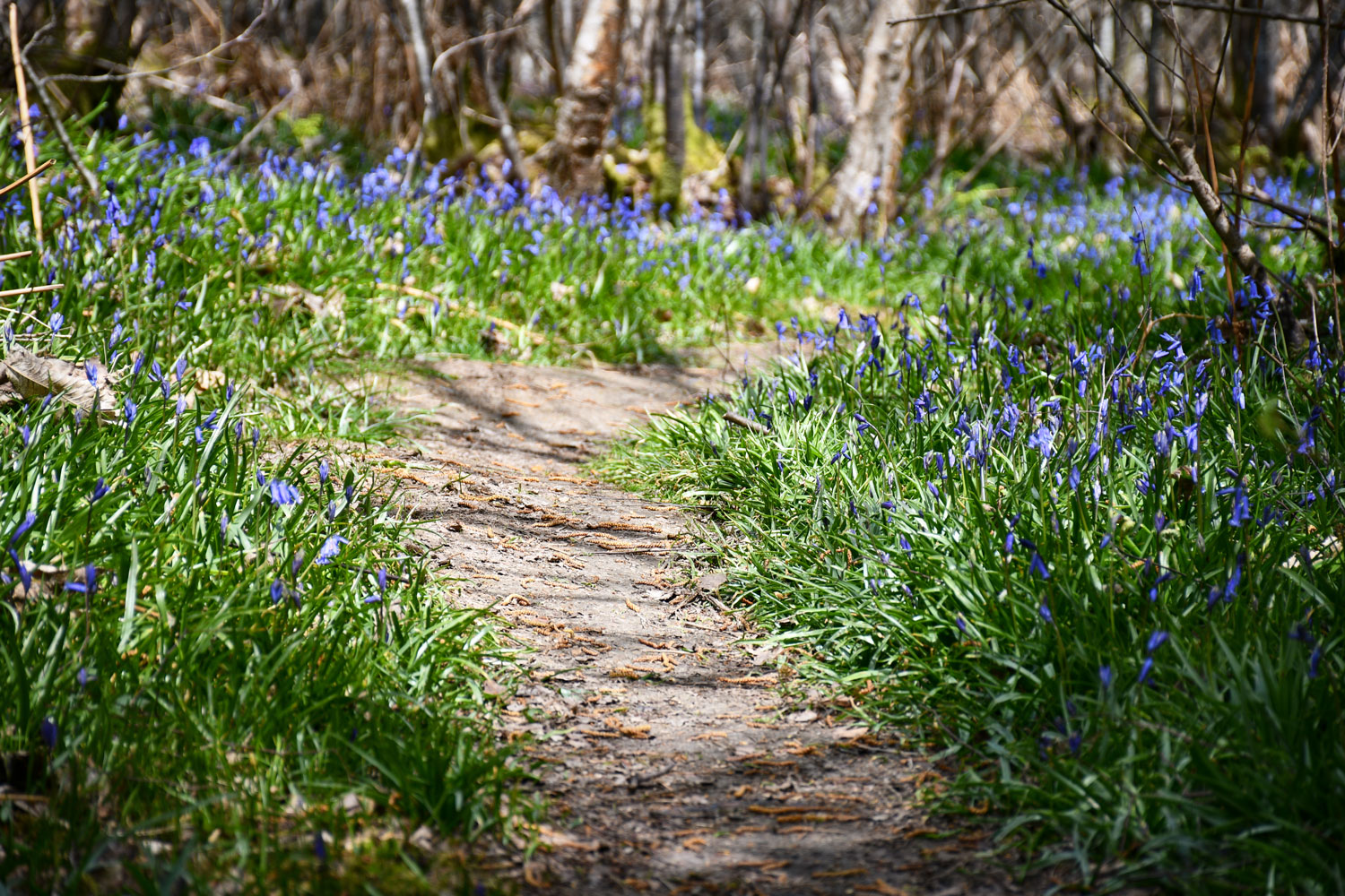 Bluebells, East Sussex © French Moments