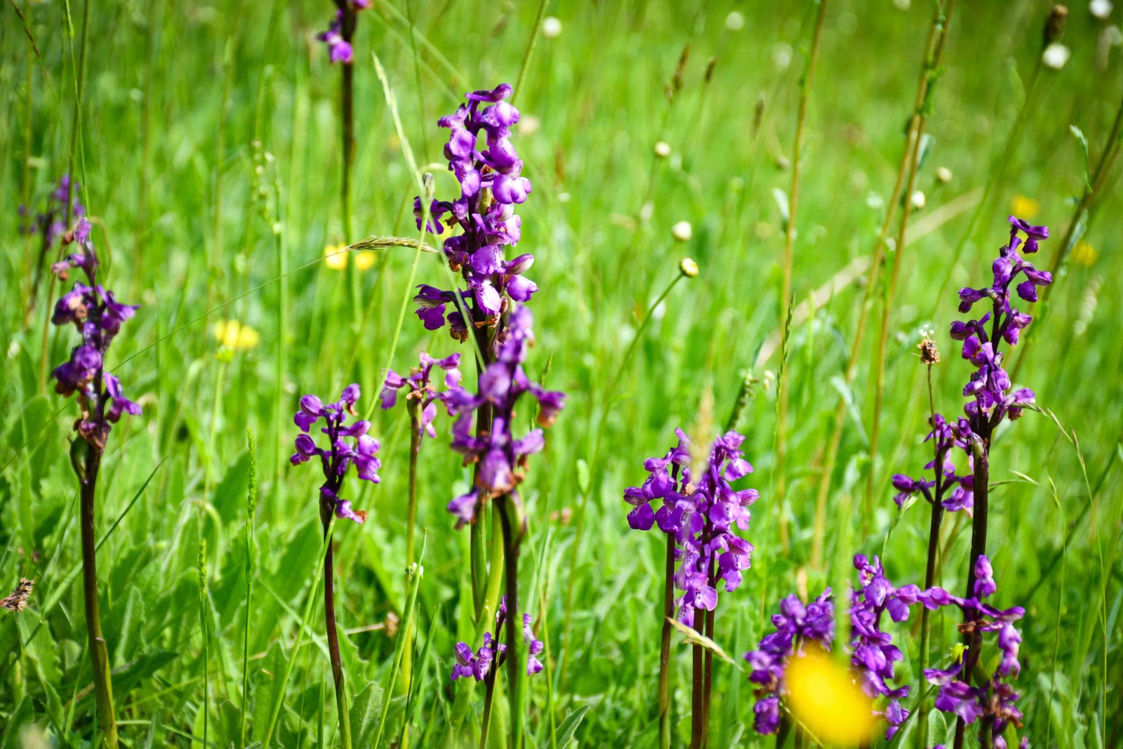 The orchids in front of Scotney House © French Moments