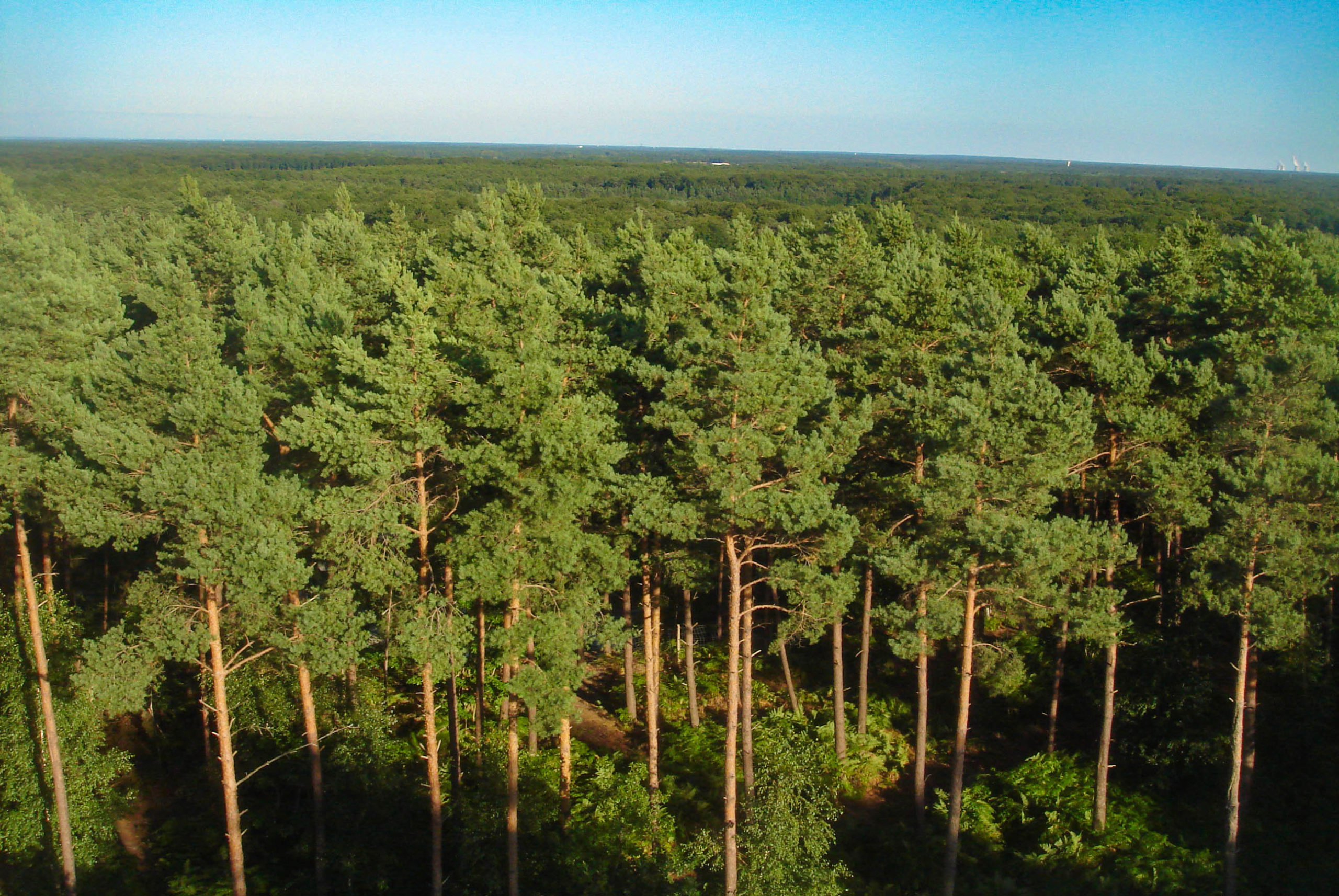 Forest in France - Forest of Orleans © Unknown Author - licence [CC BY-SA 3.0] from Wikimedia Commons
