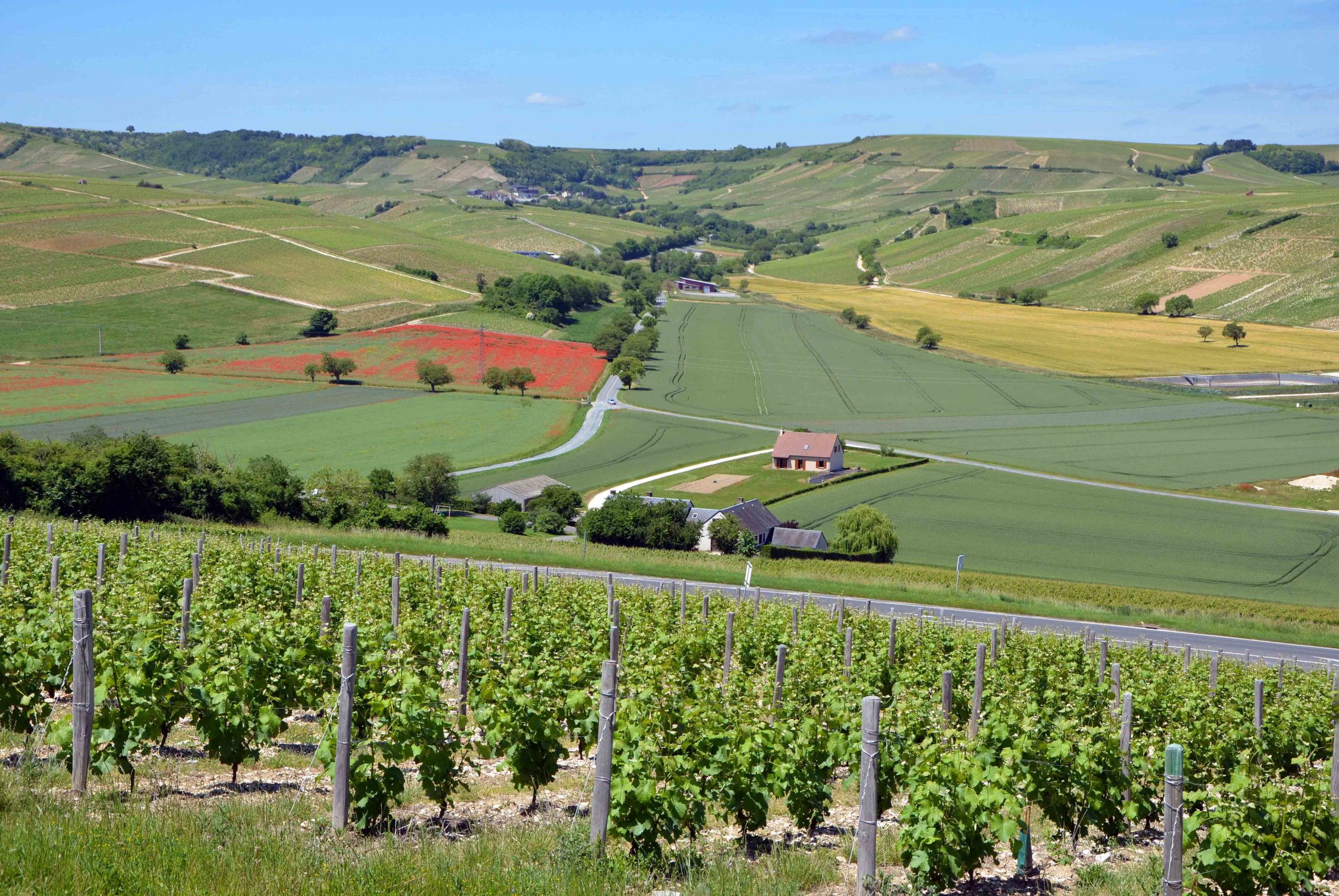 Sancerre © Pline - licence [CC BY-SA 3.0] from Wikimedia Commons