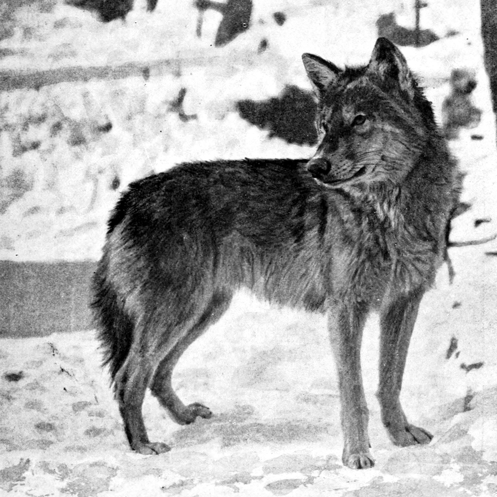 Wolf in winter