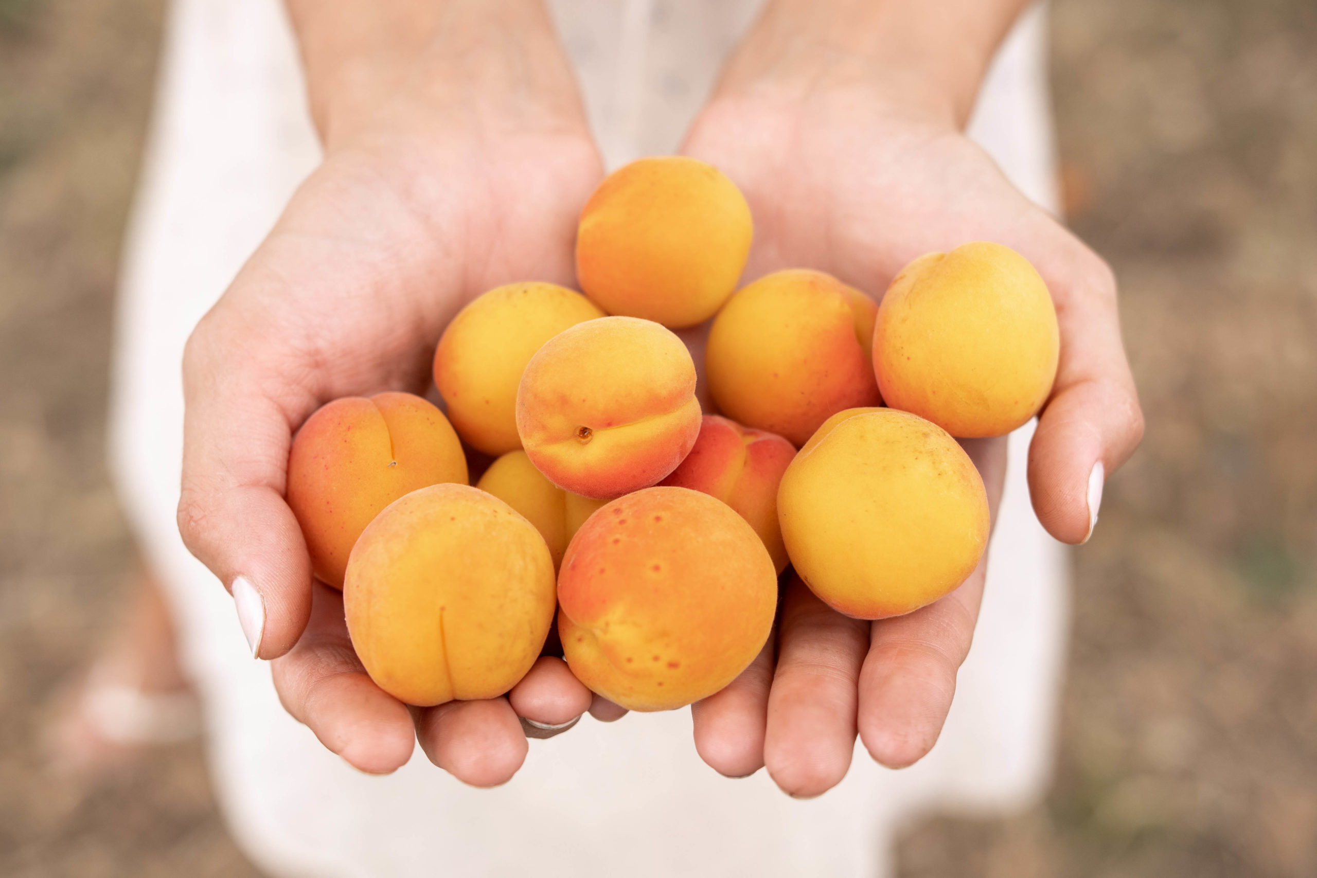 Apricots. Photo artfotodima via Envato Elements