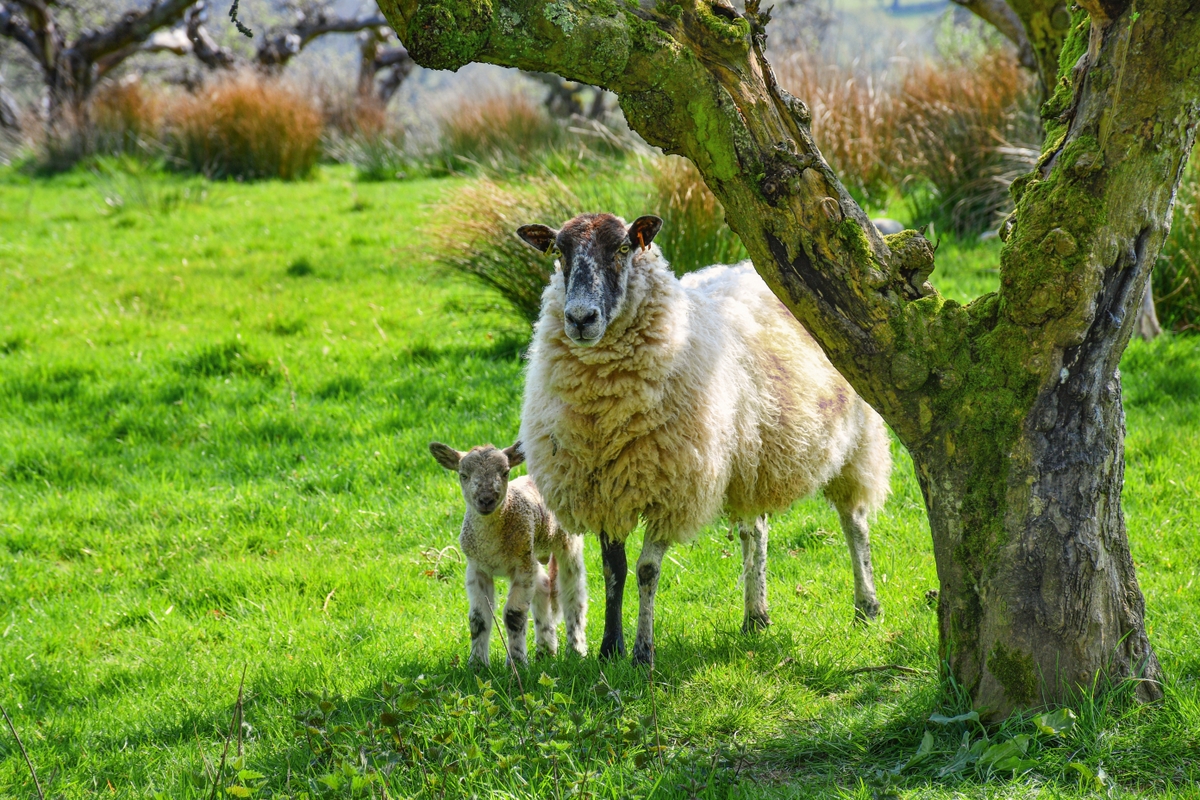 Easter lamb © French Moments