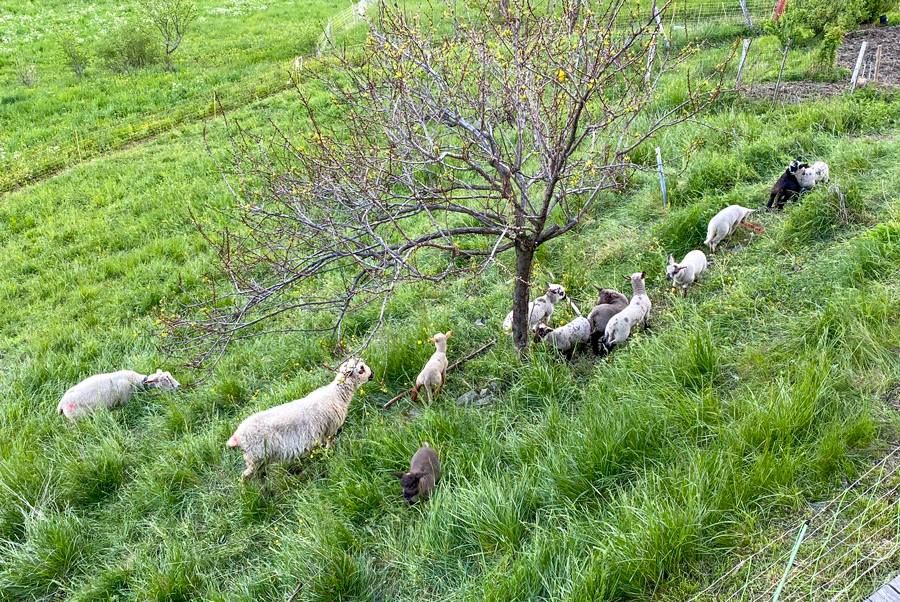 The sheep of Granier © French Moments