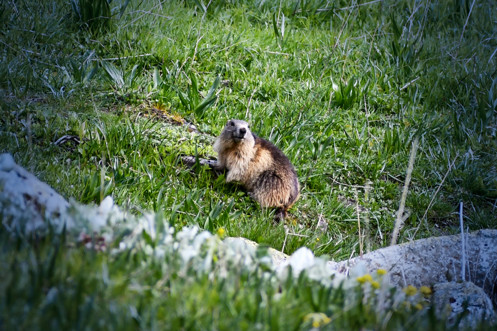 Alpine marmot, Vallon de Foran © French Moments