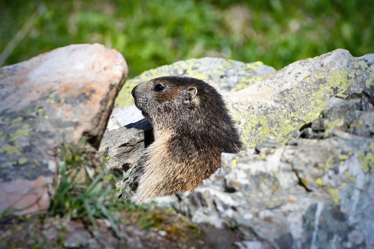 Alpine marmot, Vallon de Foran © French Moments