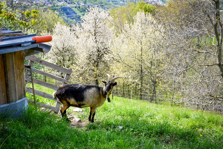The goats of Granier © French Moments