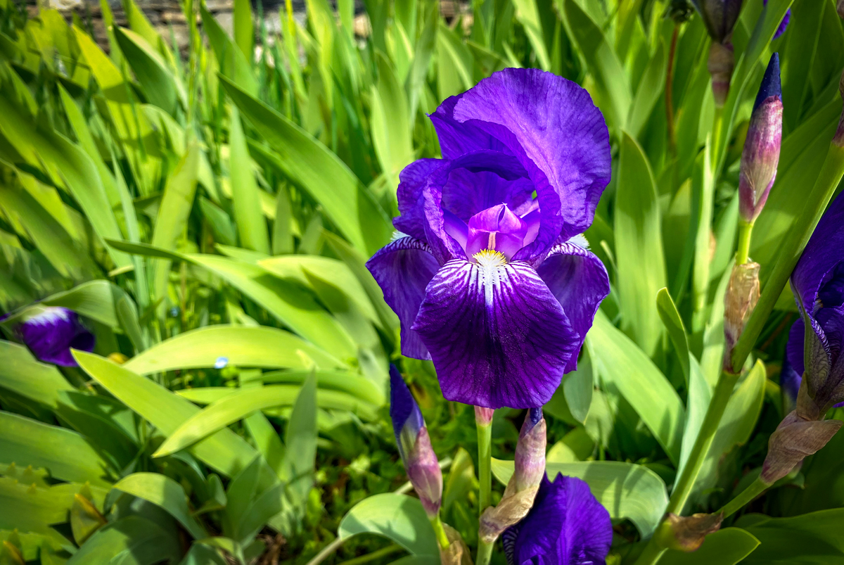 Iris © French Moments