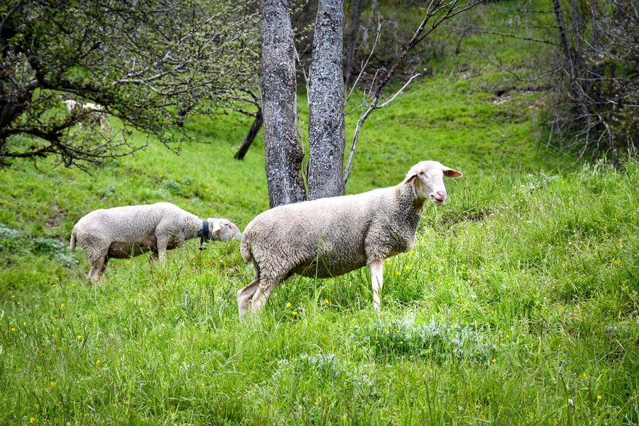 The sheep near Granier © French Moments