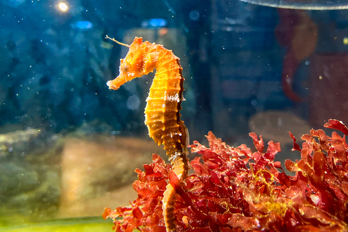 Grand Aquarium de Saint-Malo © French Moments