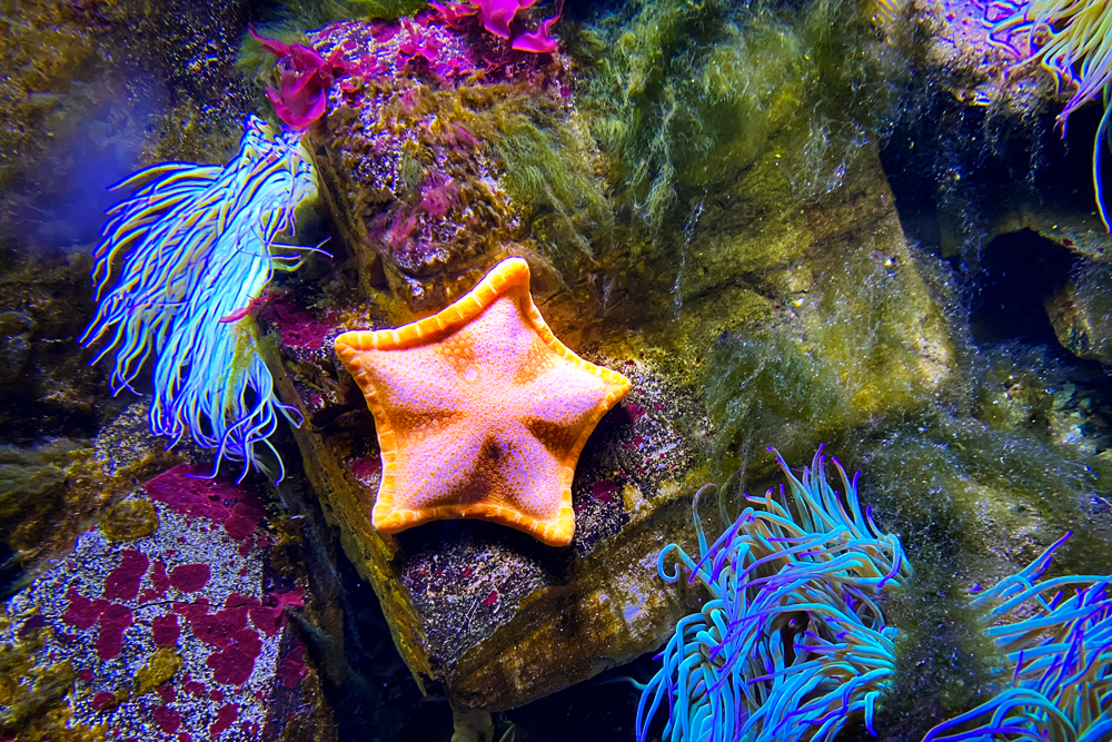 Grand Aquarium de Saint-Malo © French Moments