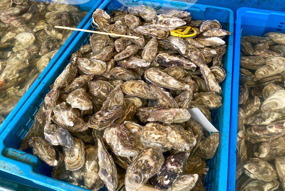 Cancale Oysters © French Moments