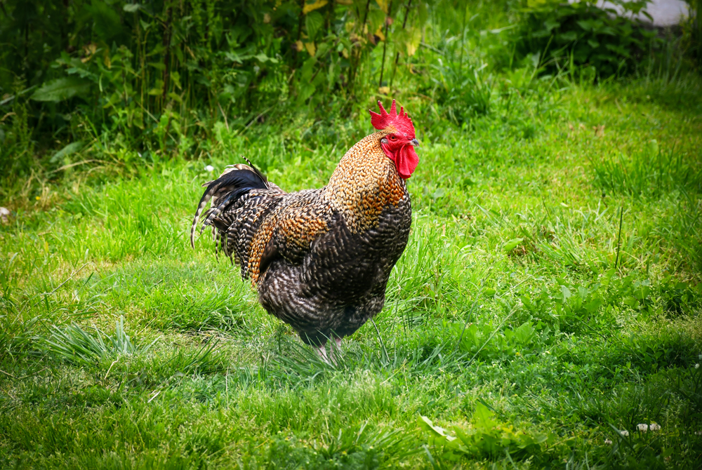 Rooster from Brittany © French Moments