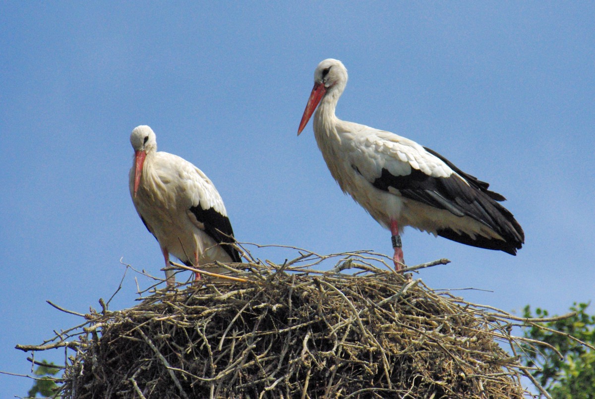 Colours of Alsace - White Storks in Rouffach © French Moments
