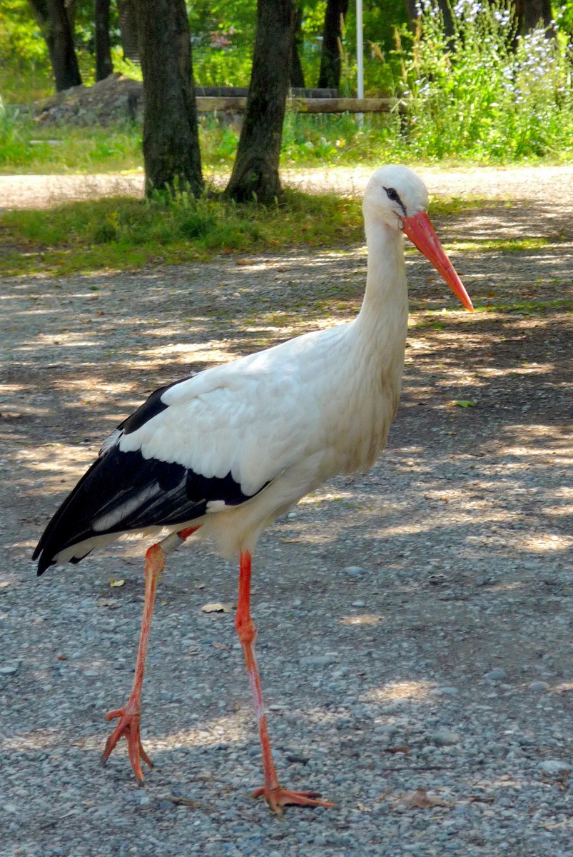Colours of Alsace - A white stork at the Ecomusée of Alsace © French Moments