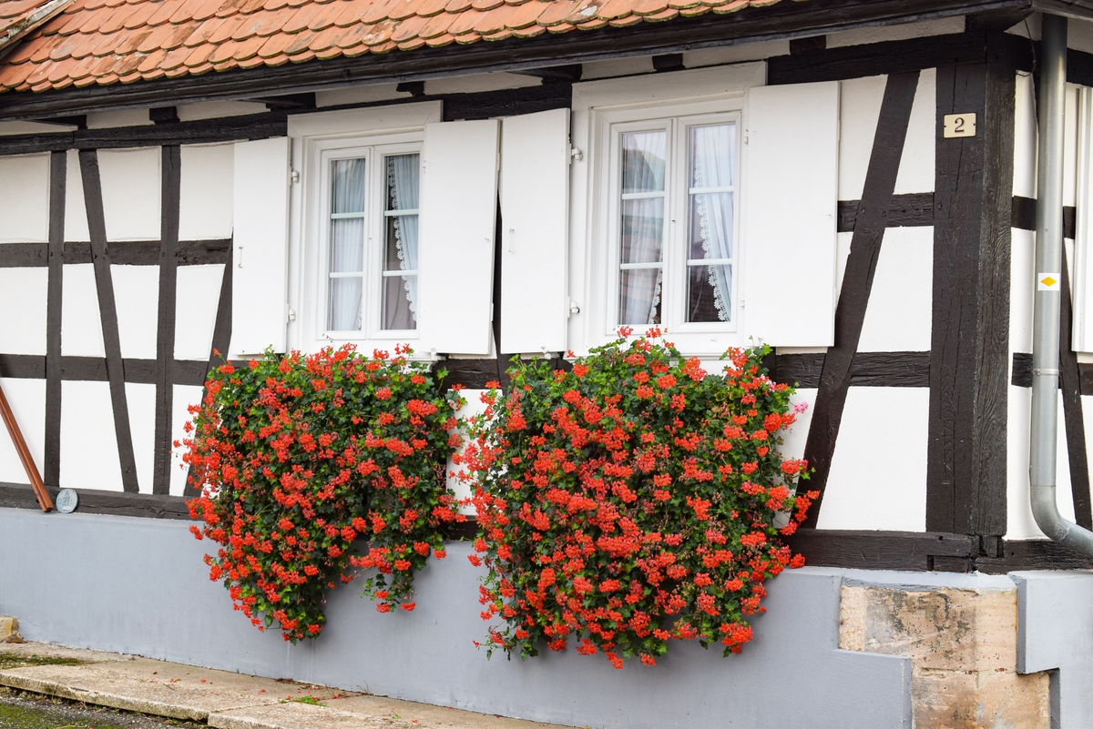 Geranium of Alsace © French Moments