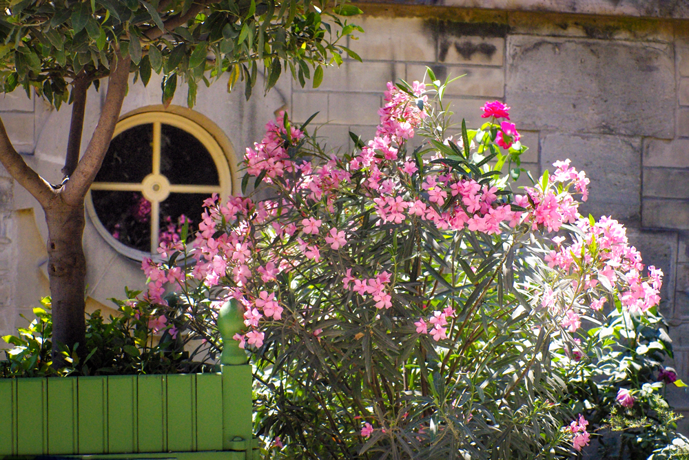 Paris in Pink - Jardin des Tuileries © French Moments