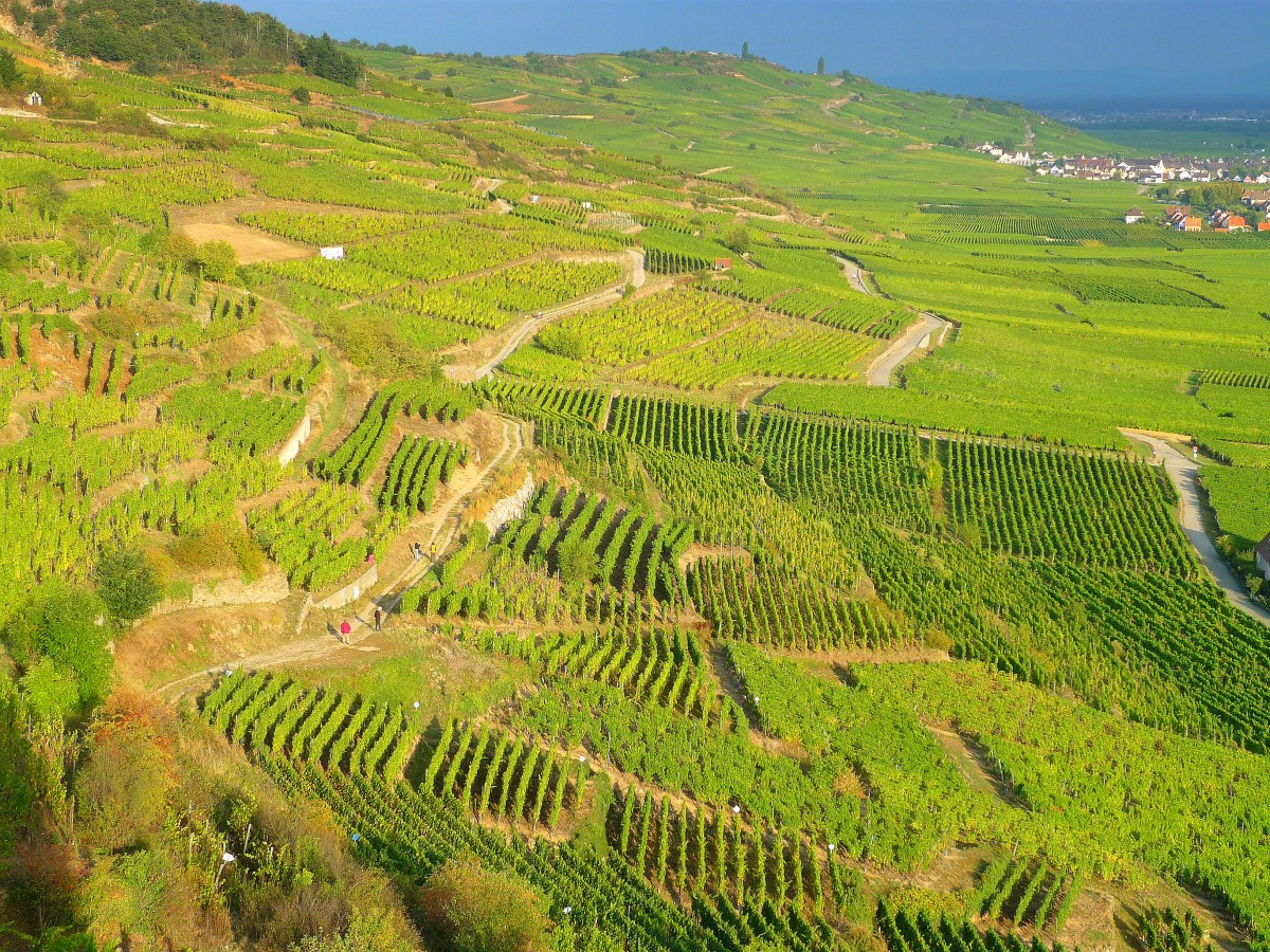 Colours of Alsace - The vineyard of Kaysersberg © French Moments