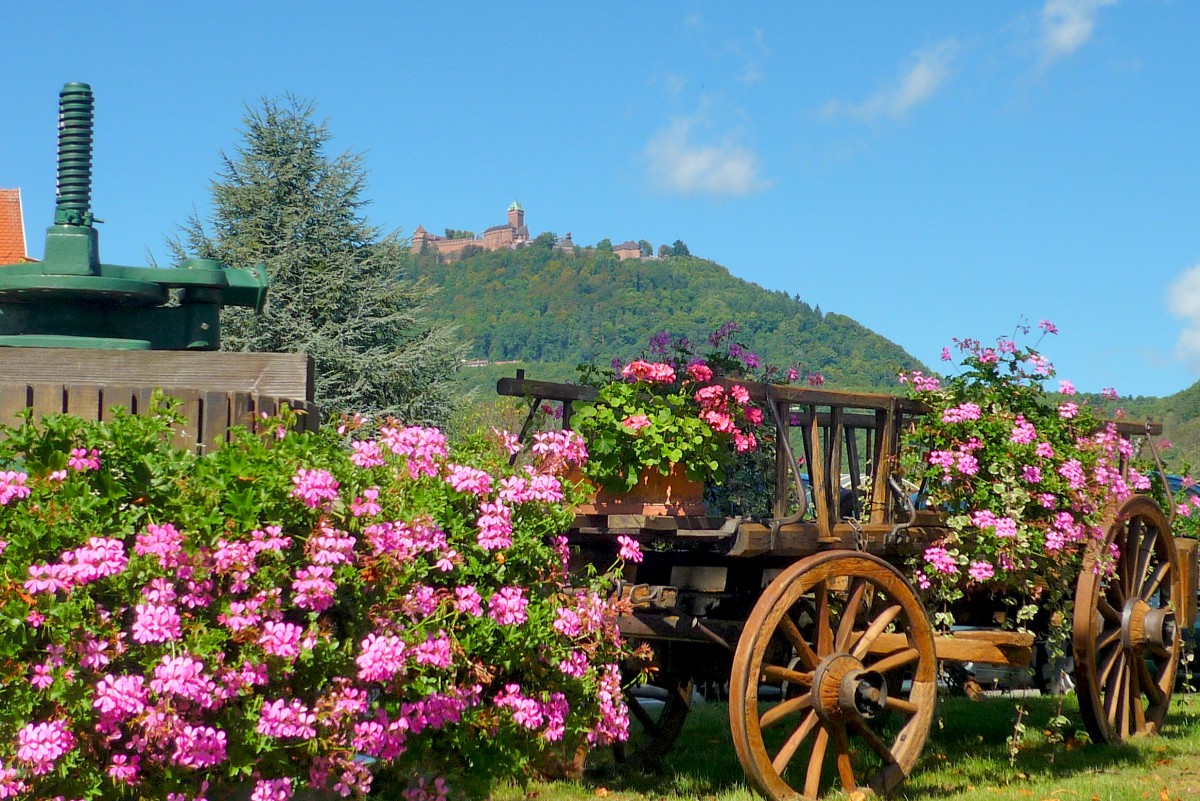 Geraniums in Saint-Hippolyte with a view of Haut-Kœnigsbourg castle © French Moments