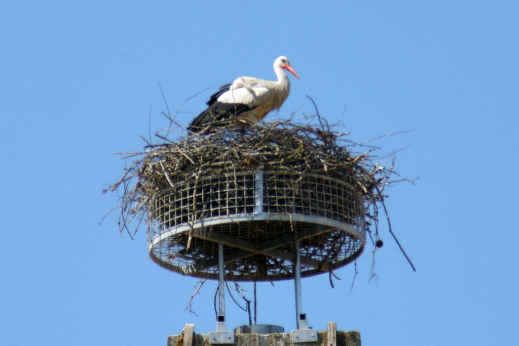 Colours of Alsace -  A stork nest in Alsace © French Moments
