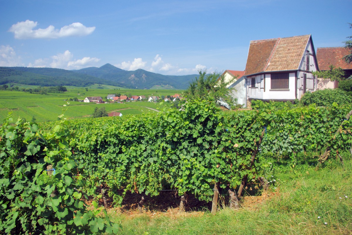 Colours of Alsace - The vineyard of Zellenberg © French Moments
