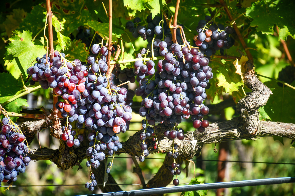 Walking in the countryside of Bonnieux © French Moments