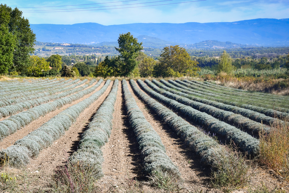 Walking in the countryside of Bonnieux © French Moments