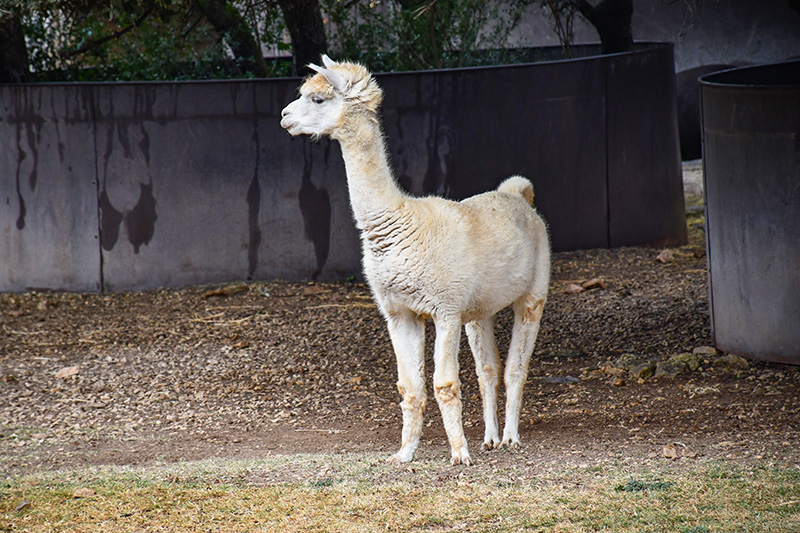 Alpaca © French Moments