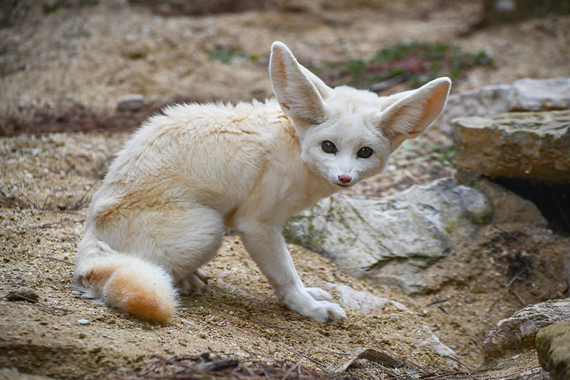 Fennec © French Moments