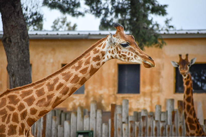 Giraffes © French Moments