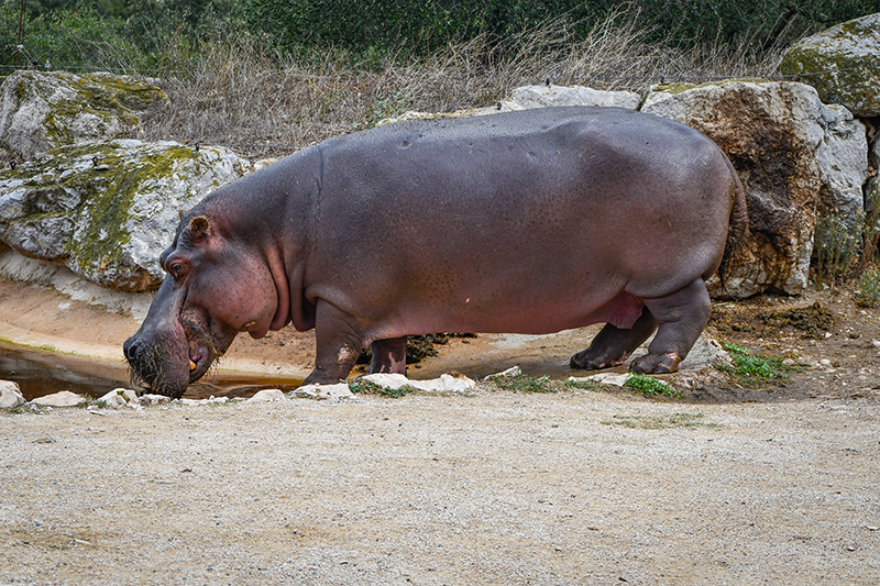 Hippopotame - Parc animalier de La Barben © French Moments