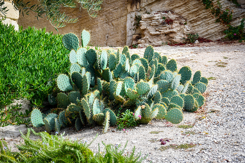 Cactus near Chapelle d'En-Bas, Gordes © French Moments