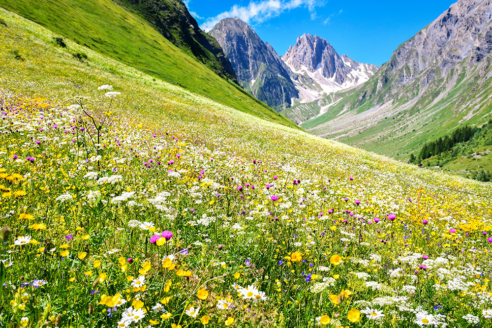 Alpine flowers (Vallon de Foran) © French Moments