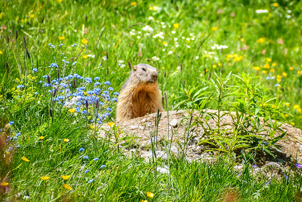 Alpine marmot © French Moments