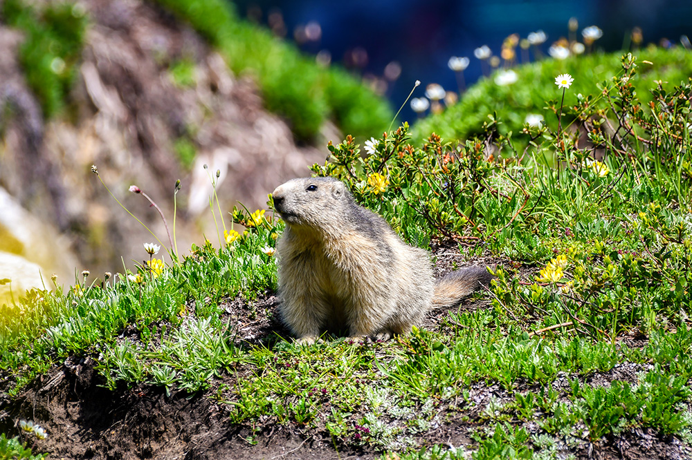 Alpine marmot © French Moments