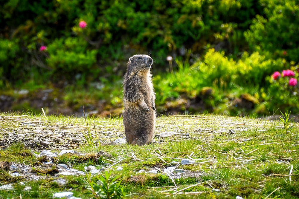 Alpine marmot © French Moments