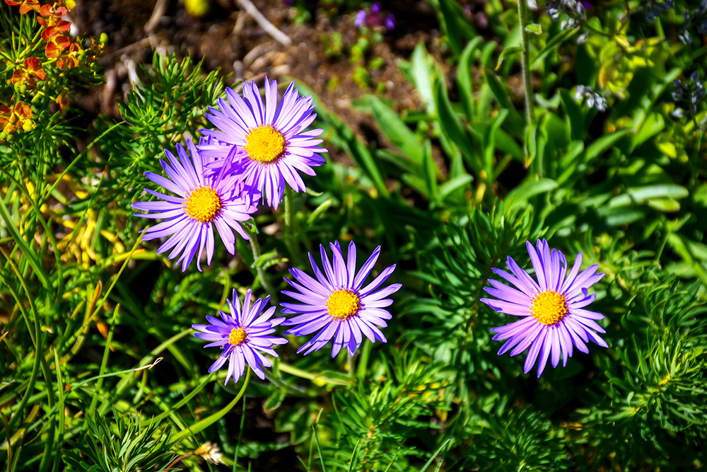 Alpine flowers (Plan Pichu) © French Moments