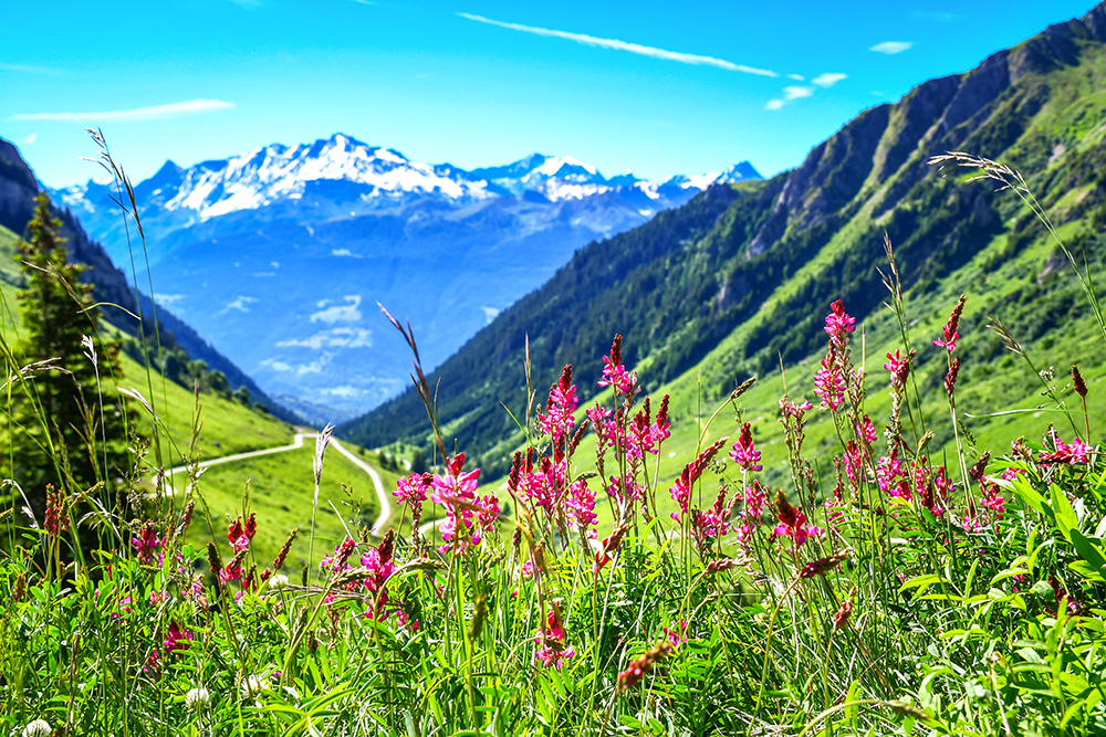 Alpine Flowers at Plan Pichu © French Moments