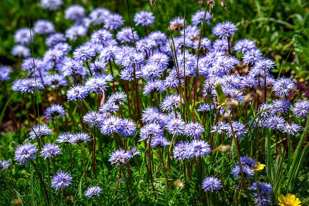 Alpine Flowers © French Moments