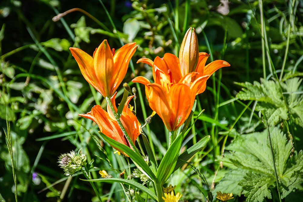 Alpine Flowers © French Moments