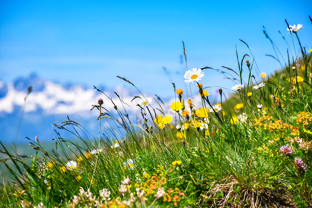 The mountain pastures of the French Alps in summer © French Moments