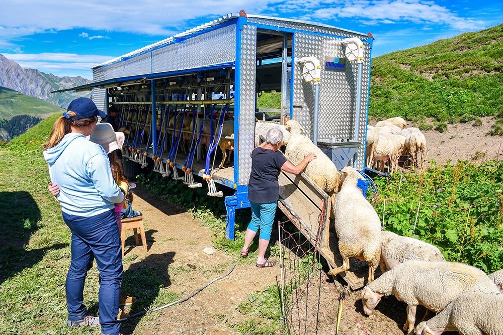 Milking of the sheep in Pra Spa © French Moments