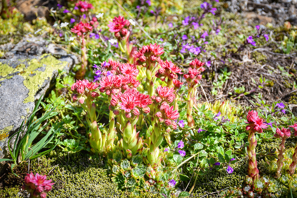 Alpine Flowers © French Moments