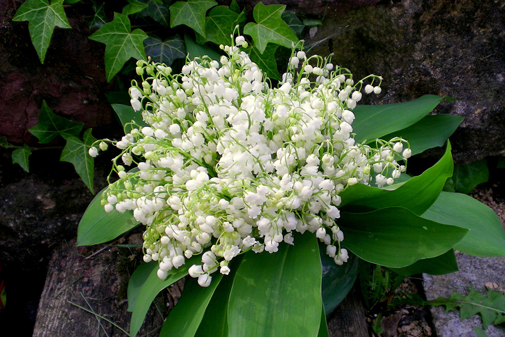 Muguet-05-©-French-Moments1 Muguet © French Moments